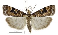 Scoparia ustimacula (male). Crambidae: Scopariinae. Endemic