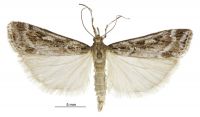 Eudonia cyptastis (male). Crambidae: Scopariinae. Endemic