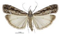 Scoparia sp. B (female). Crambidae: Scopariinae. Endemic
