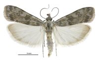 Scoparia s.l. asaleuta (male). Crambidae: Scopariinae. Endemic