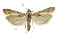 Sporophyla oenospora (male). Pyralidae: Phycitinae. Endemic