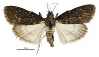 Stericta carbonalis (male). Pyralidae: Epipaschiinae. Adventive