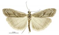 Orocrambus sp. 'Mackenzie' (male). Crambidae: Crambinae. Endemic