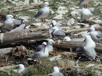 Red-billed gulls at Kaikoura Peninsula. Image - Richard Jacob-Hoff