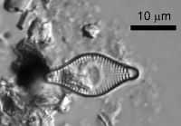<em>Dimeregramma maculatum</em> fo. <em>mercuryensis</em>; image by Cathy Kilroy (NIWA)