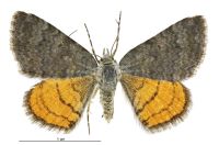 Paranotoreas zopyra (female). Geometridae: Larentiinae. 