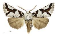 Declana egregia (male). Geometridae: Ennominae. 