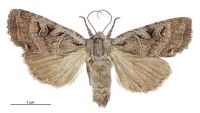 Graphania olivea (female). Noctuidae: Noctuinae. 