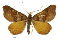 Cephalissa siria (male). Geometridae: Larentiinae. 