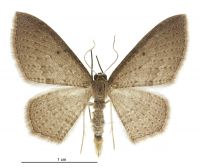 Poecilasthena subpurpureata (male). Geometridae: Larentiinae. 