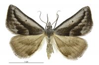Adeixis griseata (female). Geometridae: Oenochrominae s. lat.. 