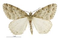 Pseudocoremia rudisata (male). Geometridae: Ennominae. 