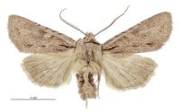 Graphania averilla (male). Noctuidae: Noctuinae. 