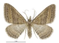 Epyaxa venipunctata (female). Geometridae: Larentiinae. 