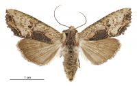 Meterana coeleno (female). Noctuidae: Noctuinae. 