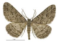 Zermizinga indocilisaria (male). Geometridae: Ennominae. 