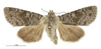 Aletia s.l. falsidica hamiltoni (female). Noctuidae: Noctuinae. 