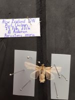 Carefully pinned & mounted moth specimen. Image © Rachel O'Connell, Clutha Valley Primary School