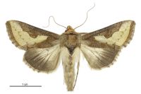 Thysanoplusia orichalcea (female). Noctuidae: Plusiinae. 