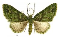 Pasiphila muscosata (male). Geometridae: Larentiinae. 