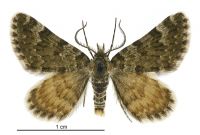 Paranotoreas fulva (male). Geometridae: Larentiinae. 