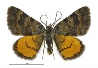 Paranotoreas zopyra (male). Geometridae: Larentiinae. 