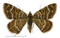 Notoreas atmogramma (female). Geometridae: Larentiinae. 
