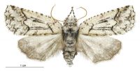 Declana floccosa (female). Geometridae: Ennominae. 
