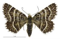 Dasyuris leucobathra (female). Geometridae: Larentiinae. 