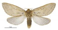 Dioxycanus fuscus (female). Hepialidae: . 