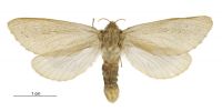 Dioxycanus oreas (female). Hepialidae: . 