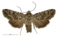 Aletia s.l. obsecrata (male). Noctuidae: Noctuinae. 