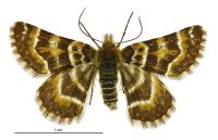Dasyuris transaurea (male). Geometridae: Larentiinae. 