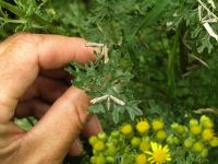 The plume moth is proving successful in controlling ragwort in wet areas.
