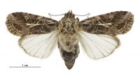 Spodoptera litura (female). Noctuidae: Noctuinae. 
