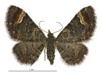 Pasiphila rivalis (female). Geometridae: Larentiinae. 