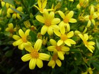 <em>Chrysanthemoides monilifera</em> (boneseed) Image © Murray Dawson 