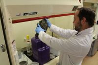 Matt Campion uses solvent to extract odour from a gull.