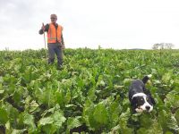 Rusty and John looking for velvetleaf in fodder beet in Southland.