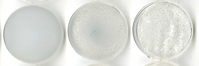 The effect of including corn starch in agar plates following freezing and thawing. The plates contained (L–R) 30, 5 and 0 g/L corn starch.