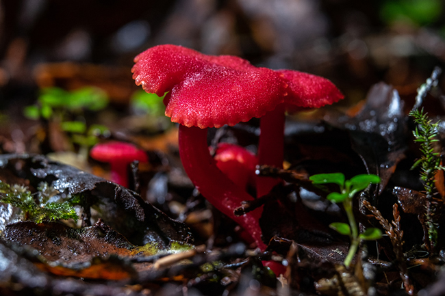 Hygrocybe firma