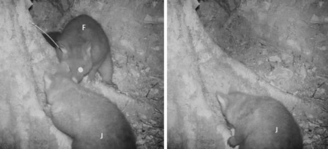 Multiple camera site visits (67) by adult female (F) and juvenile possum (J) pairs were recorded before the second 1080 baiting at New Creek, as in the image on the left. Afterwards there were only two such visits, both by the same juvenile (second image)