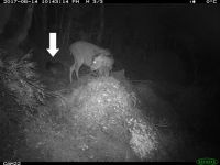 Night-time photos depict a possum (arrowed) passing close to a sika deer. 