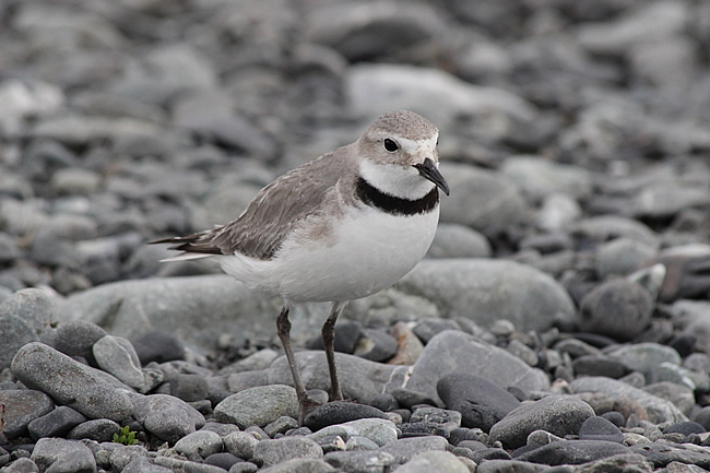 The ‘nationally vulnerable’ wrybill, one of three species monitored during the field experiments