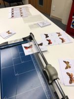 Learning about moths - with a moth matching game