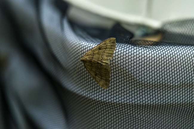 Moth on a Heath moth trap