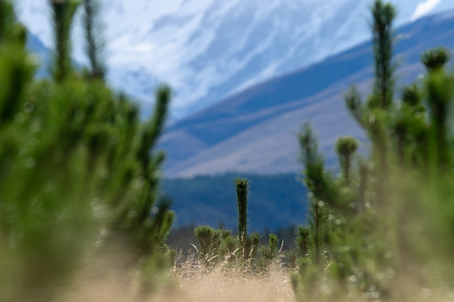 Wilding pines in the Mackenzie District