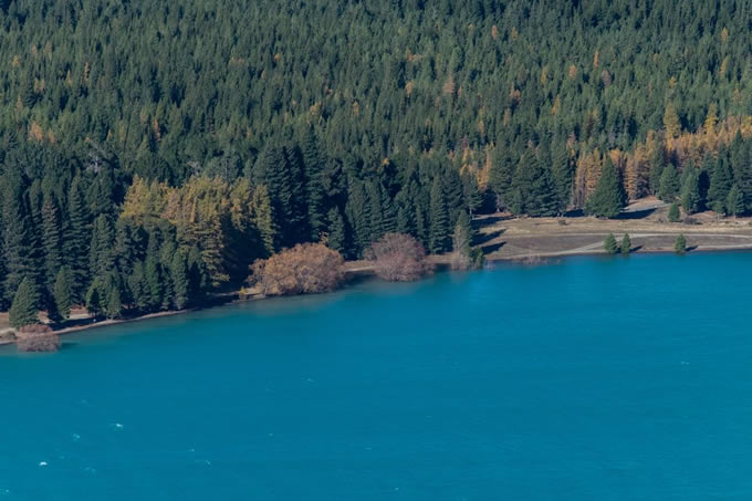 Wilding conifers spreading along the shore of Lake Tekapo