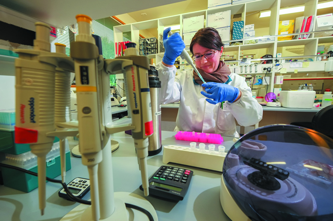 Lab technician Caroline Mitchell works in the Lincoln GEM lab to extract DNA from mānuka