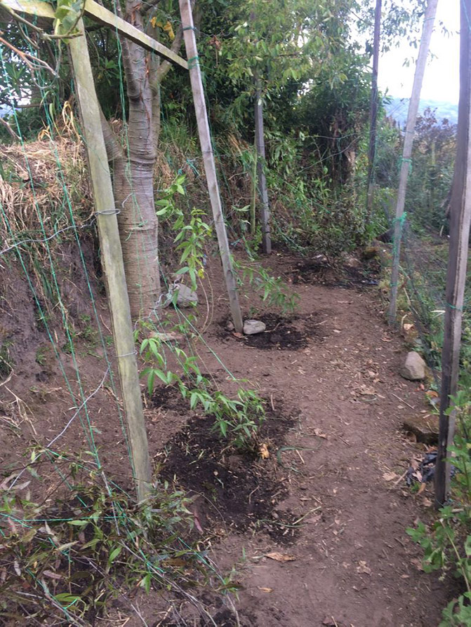 Field site in Colombia, where it has been necessary to replant <em>Passiflora tarminiana</em> plants after the original ones were killed by a stem-boring moth. Image: Victoria Barney